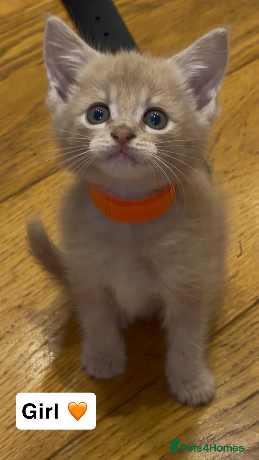 Maine Coon cats for sale: 1 BOY, 3 GIRLS looking for a loving home.  in Devizes - Advert 2