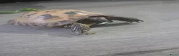 Tortoise reptiles for sale: Horsefeild tortoise in Motherwell - Advert 1