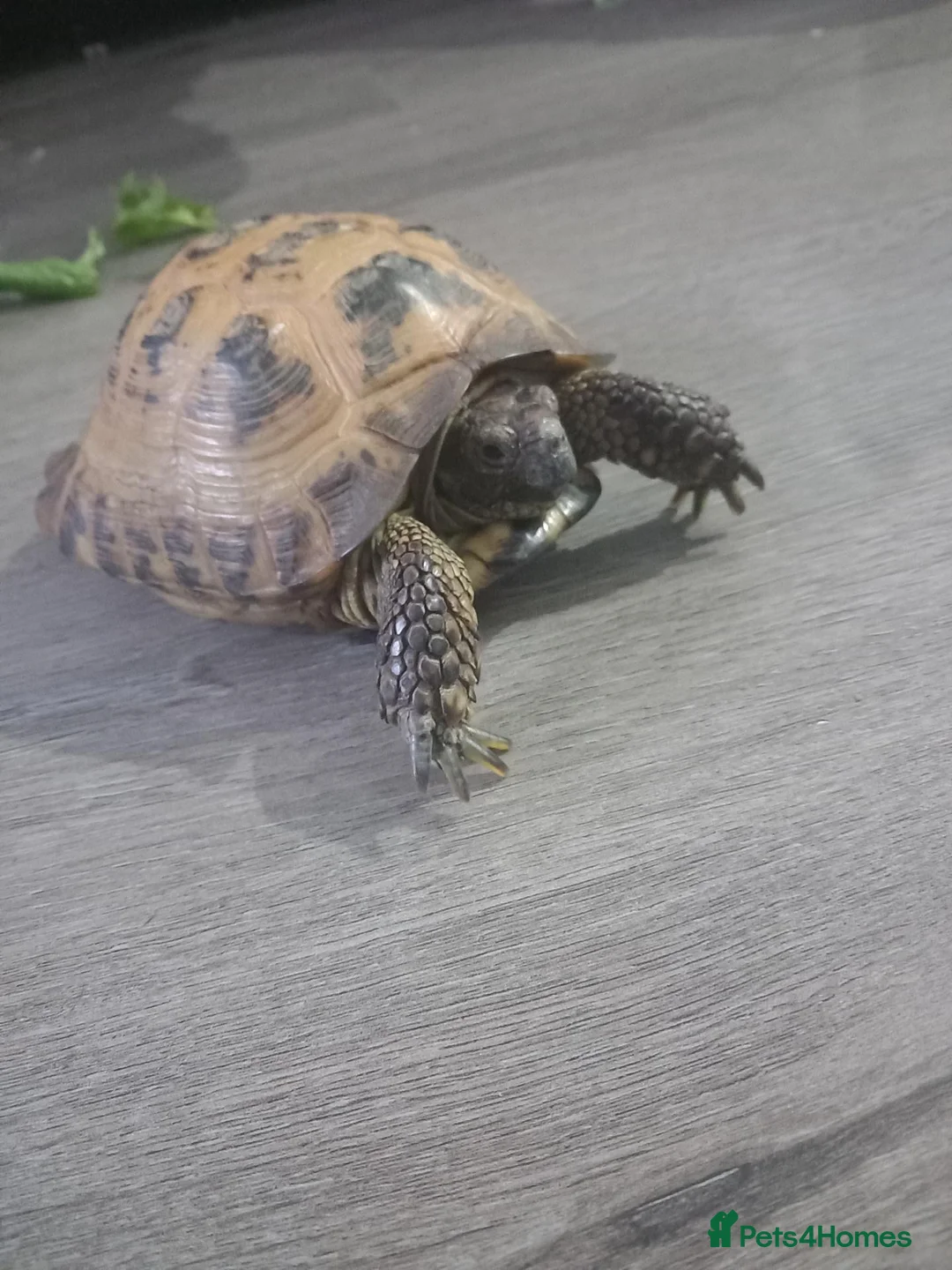 Tortoise reptiles for sale: Horsefeild tortoise in Motherwell - Advert 1