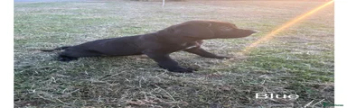 Cane Corso 1