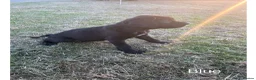 Cane Corso dogs for sale: Gorgeous Cane Corso Puppies  in Bishop's Stortford - Advert 14