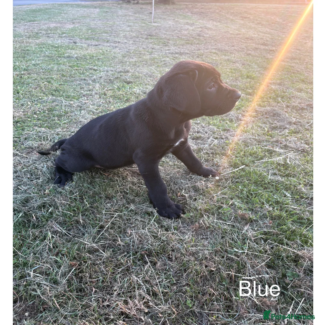 Cane Corso dogs for sale: Gorgeous Cane Corso Puppies  in Bishop's Stortford - Advert 14