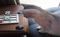British Shorthair cats for sale: Now Ready to leave! Cute Little British Shorthair - Image 33