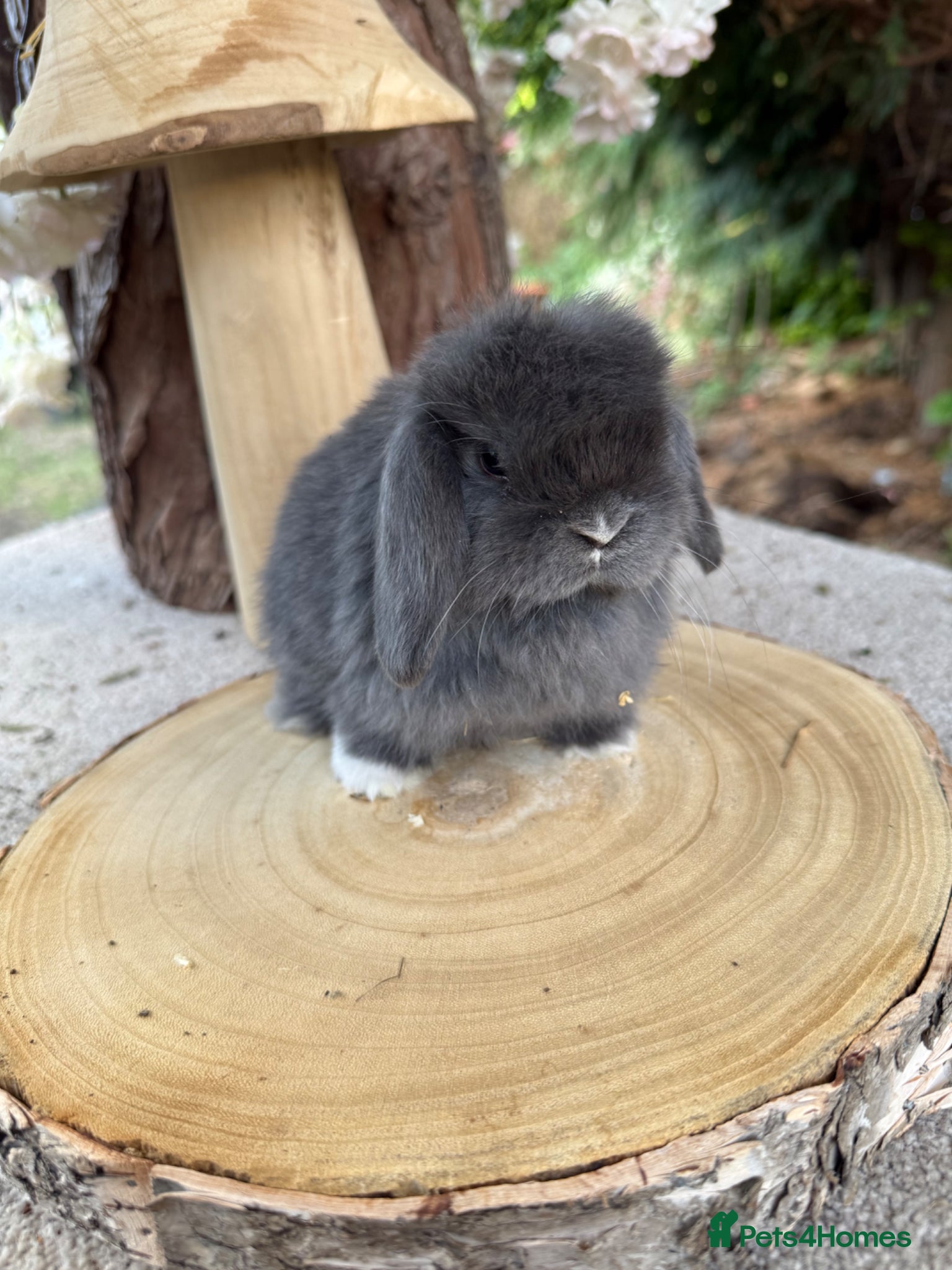 Mini Lop rabbits Baby mini lops available to reserve  - Advert 1
