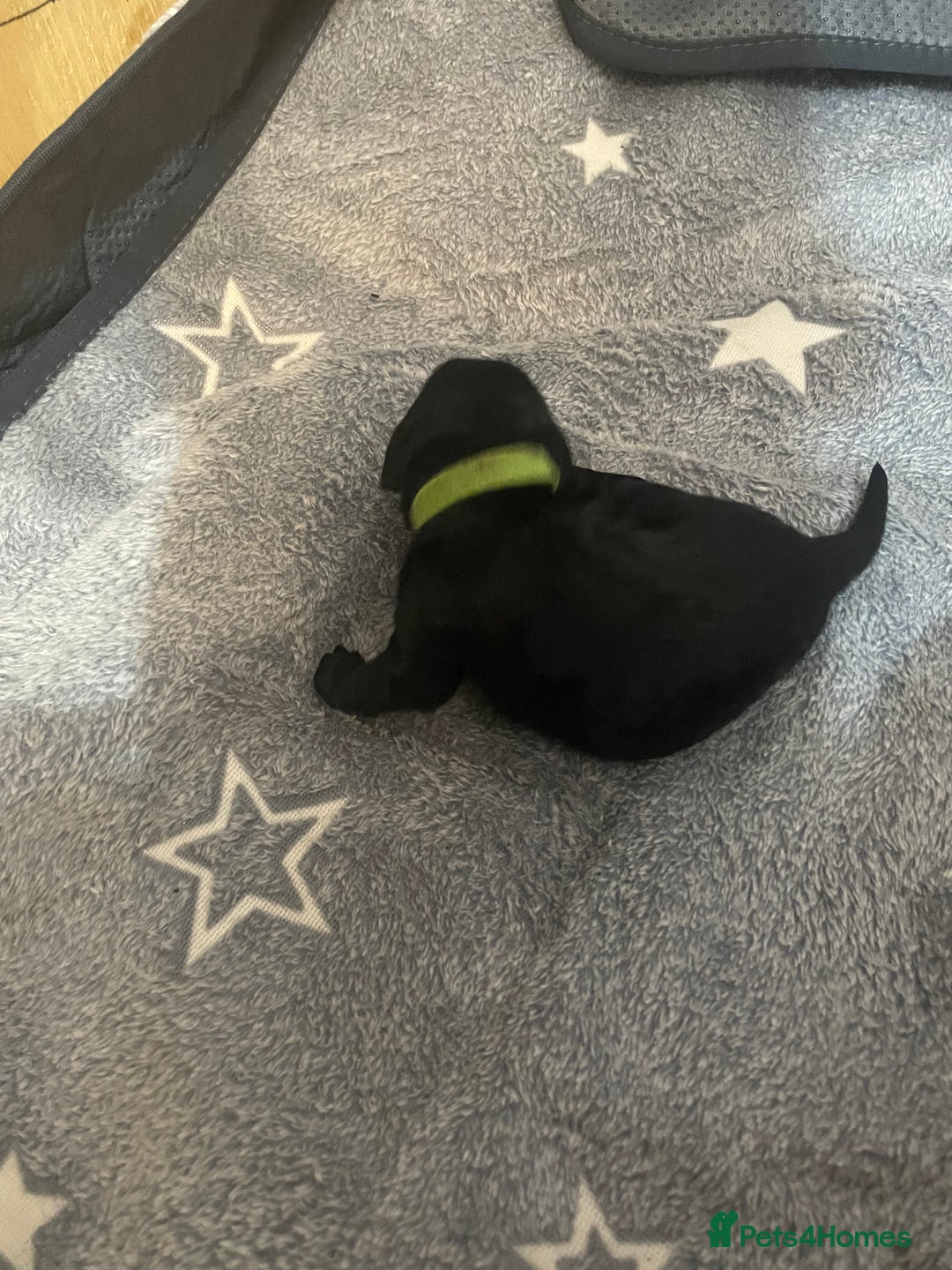 Cockapoo dogs for sale: 🐾 only one girl left F2 Cockapoo Puppies 🐾 - Advert 16