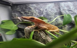 Gecko reptiles for sale: Crested Gecko + Vivarium Full set up  - Image 6