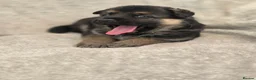 German Shepherd dogs for sale: German shepherd pups - Advert 32