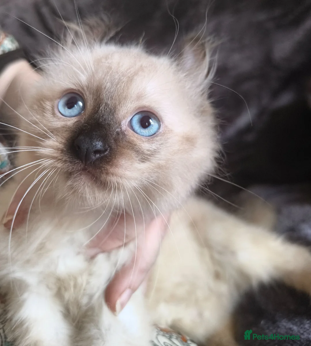 Mixed Breed cats for sale: 10 week old Unique Eared Ragdoll cross Male Kitten in Camborne - Advert 1