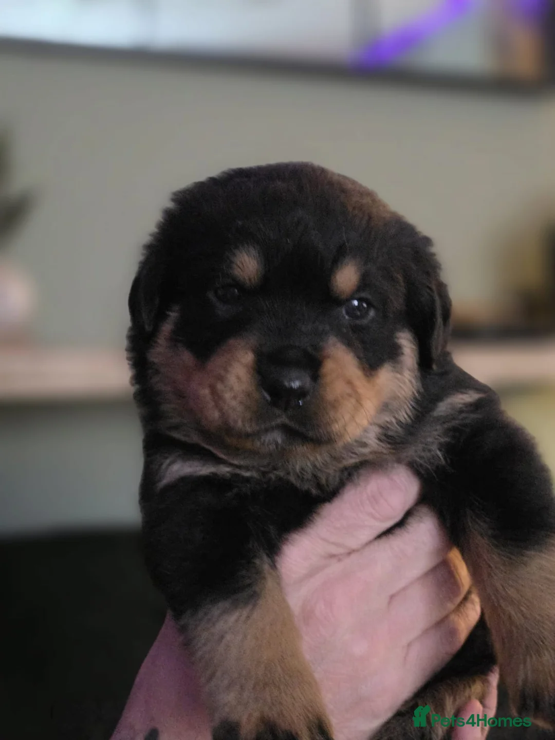 Rottweiler dogs for sale: Stunning chunky Rottweiler puppies  - Advert 26