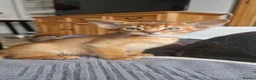 Abyssinian cats for sale: TICA Abyssinian kittens  - Advert 3