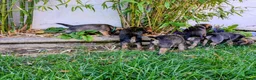 Border Terrier dogs for sale: Border Terrier Puppies - Advert 2