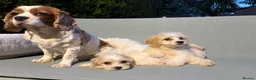 Cavapoo dogs for sale: Cutest little Cavapoo’s FULLY HEALTH checked - Advert 24