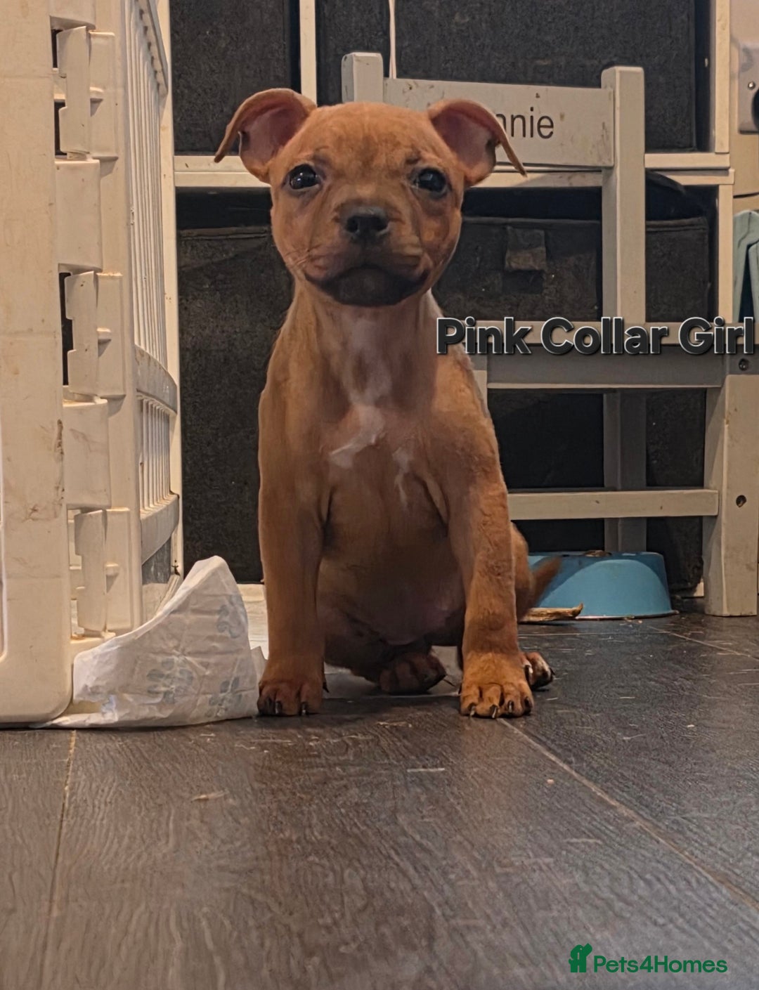 Staffordshire Bull Terrier dogs for sale: LAST ONE! KC RED STAFFORDSHIRE BULL TERRIER PUPS. - Image 17