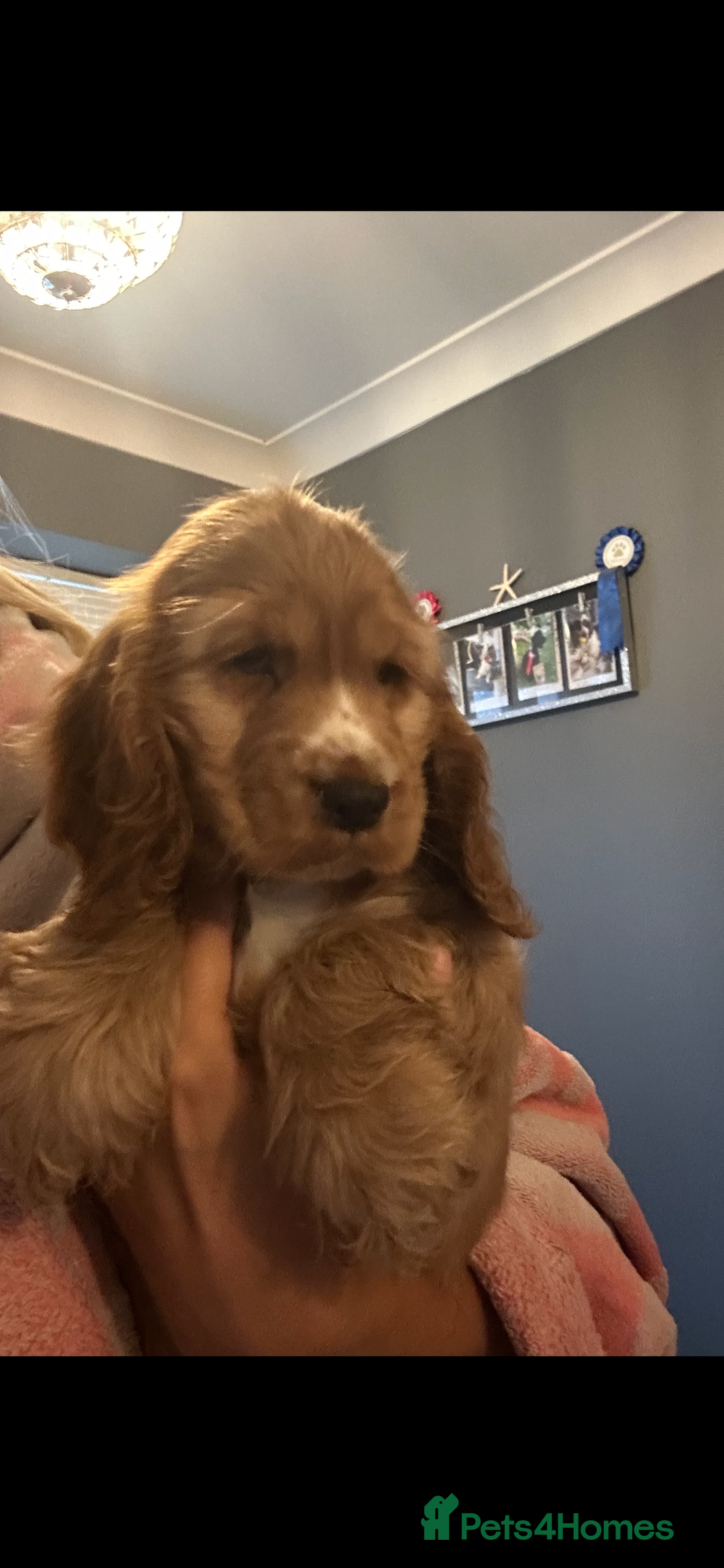 Cocker Spaniel dogs for sale: 🐶 STUNNING traditional KC show cocker spaniels*** - Image 15