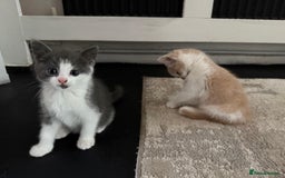 Mixed Breed cats for sale: Beautiful half britishshorthaired - Image 29