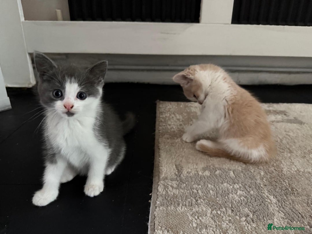 Mixed Breed cats for sale: Beautiful half britishshorthaired - Image 29
