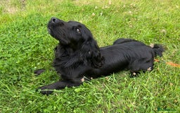 Cocker Spaniel dogs for sale: 🐾 10-Month-Old Pedigree Cocker Spaniel 🐾 - Image 3
