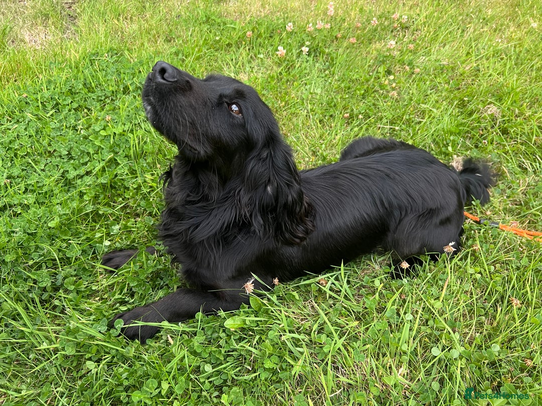 Cocker Spaniel dogs for sale: 🐾 10-Month-Old Pedigree Cocker Spaniel 🐾 - Image 3