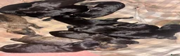 Mixed Breed dogs for sale: Patterstaff x Kerry blue terrier pups  - Advert 3