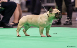 French Bulldog dogs for sale: Home-Reared French Bulldog Puppies – KC Registered - Image 12
