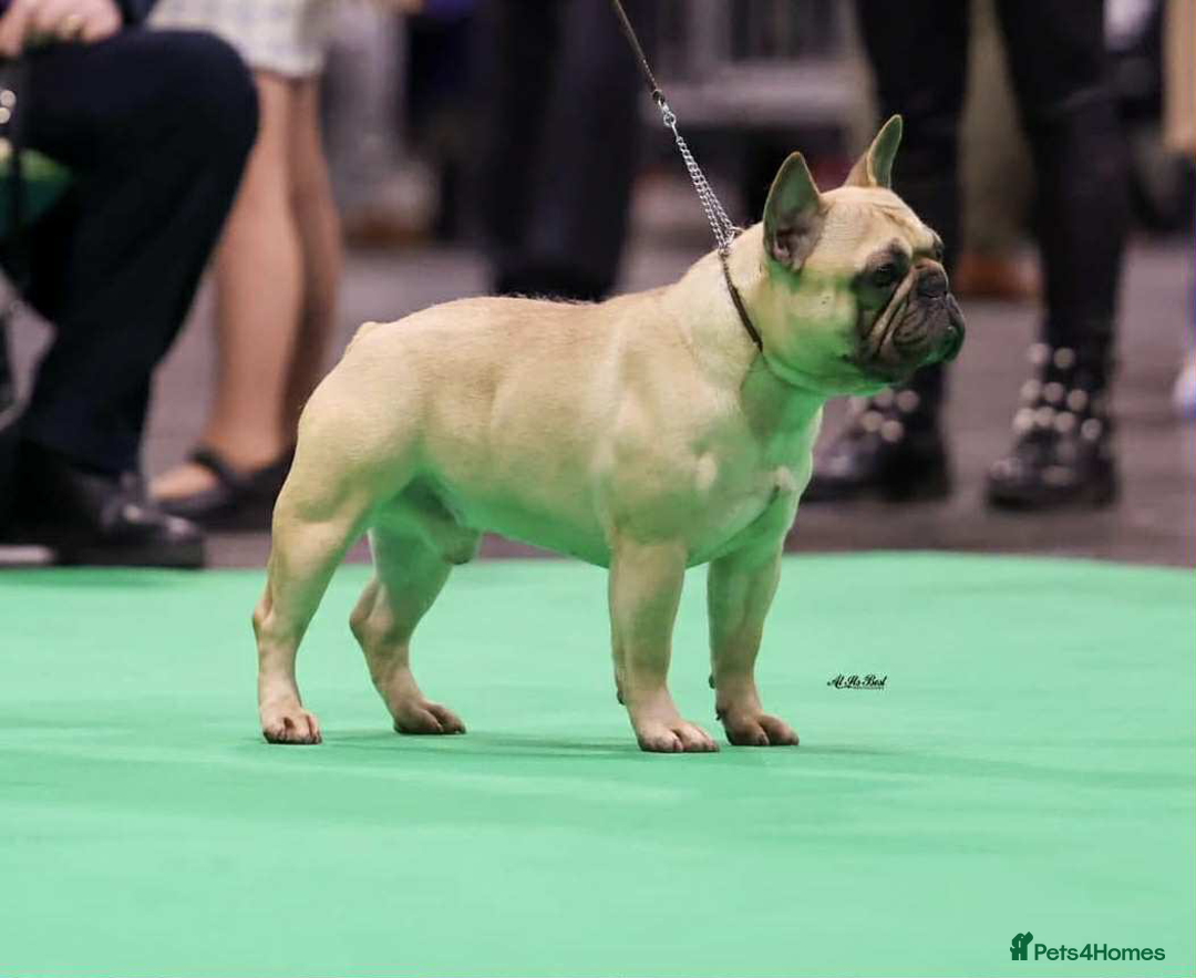 French Bulldog dogs for sale: Home-Reared French Bulldog Puppies – KC Registered - Image 12