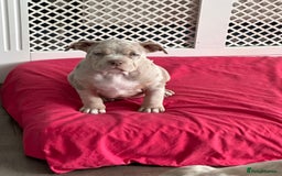 American Bully dogs for sale: REAL QUALITY BULLYS READY  - Image 18