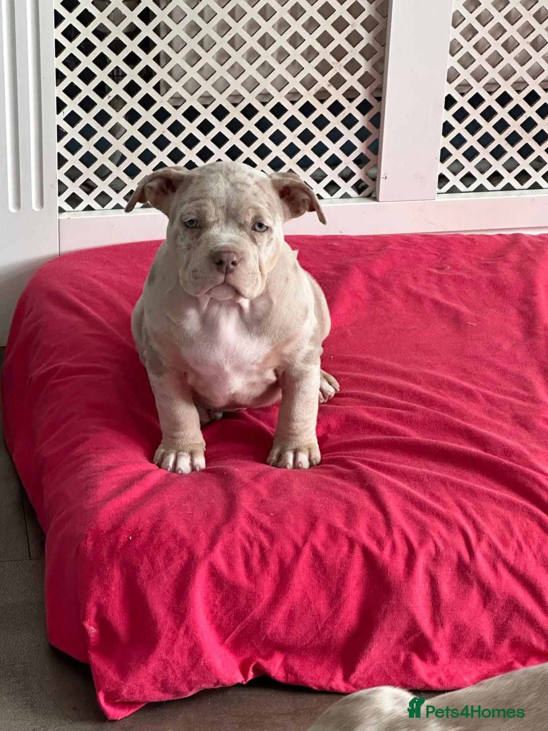 American Bully dogs for sale: REAL QUALITY BULLYS READY  - Image 18