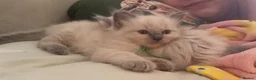 Ragdoll cats for sale: Gorgeous Ragdoll Kittens - Advert 4