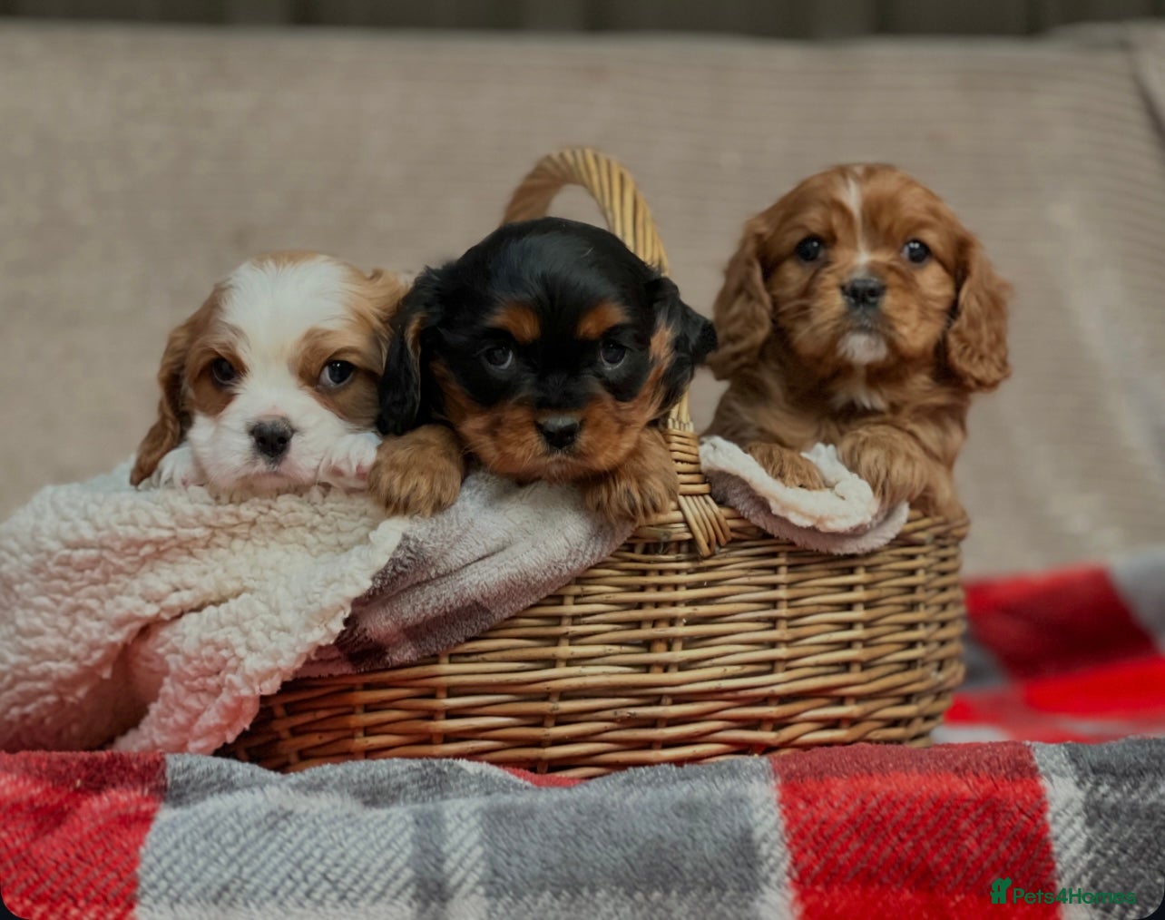 Cavalier King Charles Spaniel dogs CAVALIER KING CHARLES PUPPIES  - Advert 3