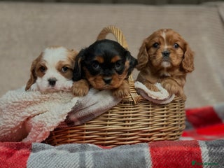 Cavalier King Charles Spaniel dogs CAVALIER KING CHARLES PUPPIES - Advert 12