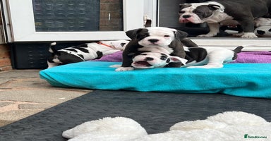 Old Tyme Bulldog dogs - Advert 6