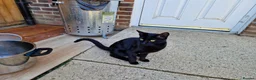 Siamese cats for sale: Old Style Siamese Kittens For Sale in Abingdon - Advert 8