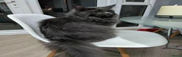 Maine Coon cats for sale: Maine coon & tabby for sale in Coatbridge - Advert 3
