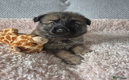 German Shepherd dogs for sale: KC REGISTERED HEALTH TESTED PARENTS READY NOW - Image 2