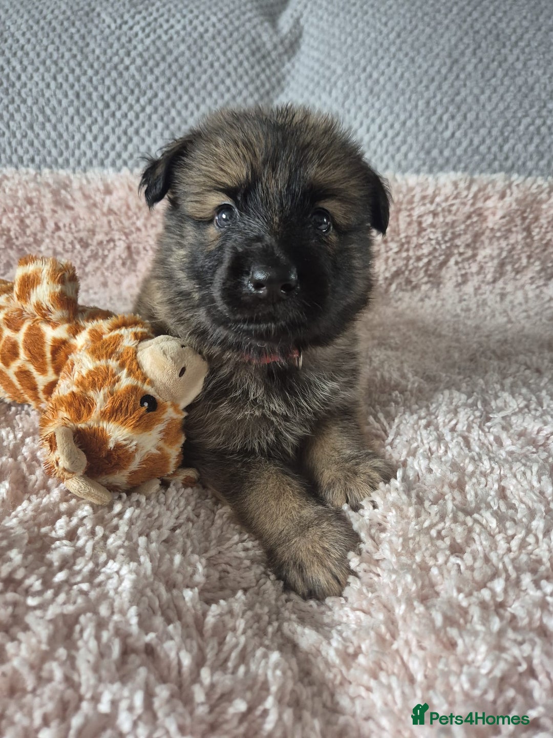 German Shepherd dogs for sale: KC REGISTERED HEALTH TESTED PARENTS READY NOW - Image 2