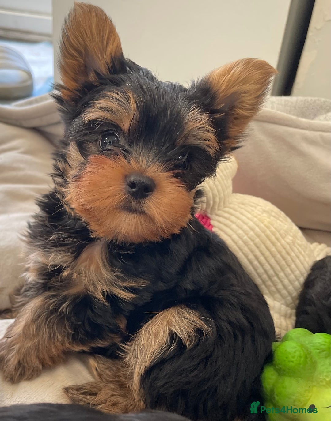 Yorkshire Terrier dogs for sale: Adorable Mini Yorkshire Terrier puppies - Advert 26