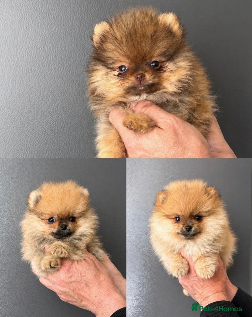 Pomeranian dogs Top Quality🔥Very Tiny🐻 - Advert 1
