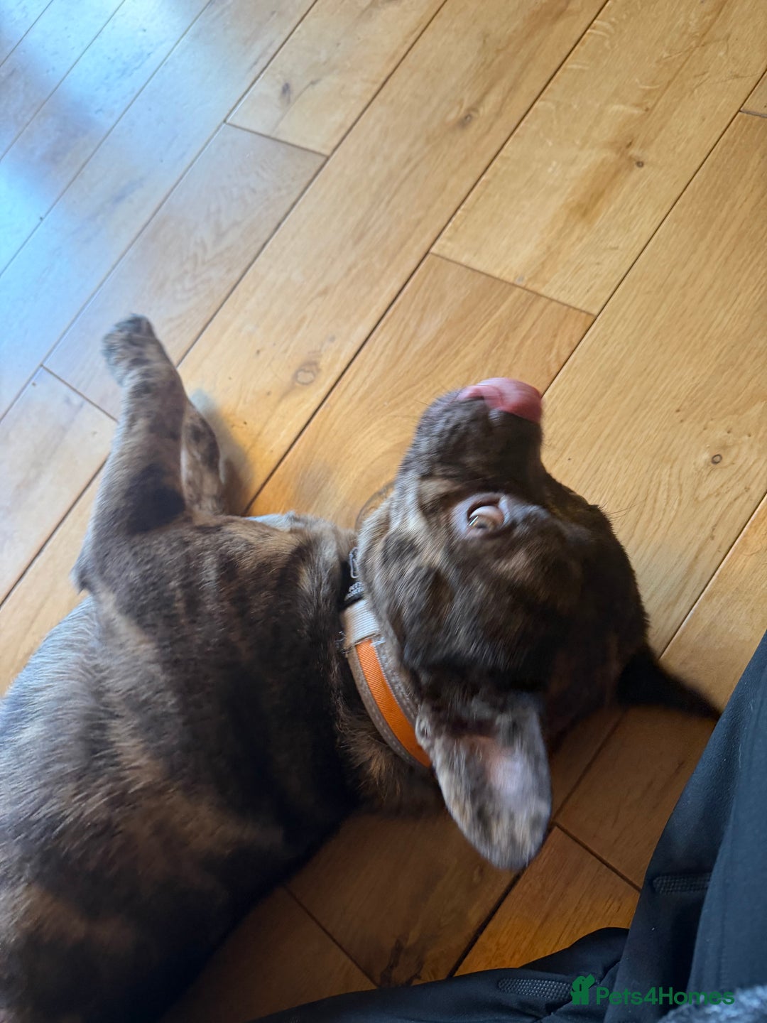 Mixed Breed dogs for sale: Loving frenchie cross - Advert 2