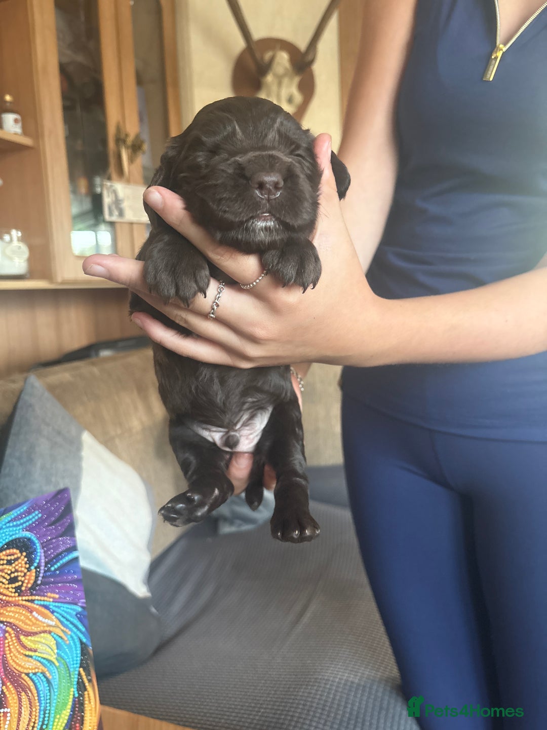 Sprocker dogs for sale: Sprocker puppies - Image 8