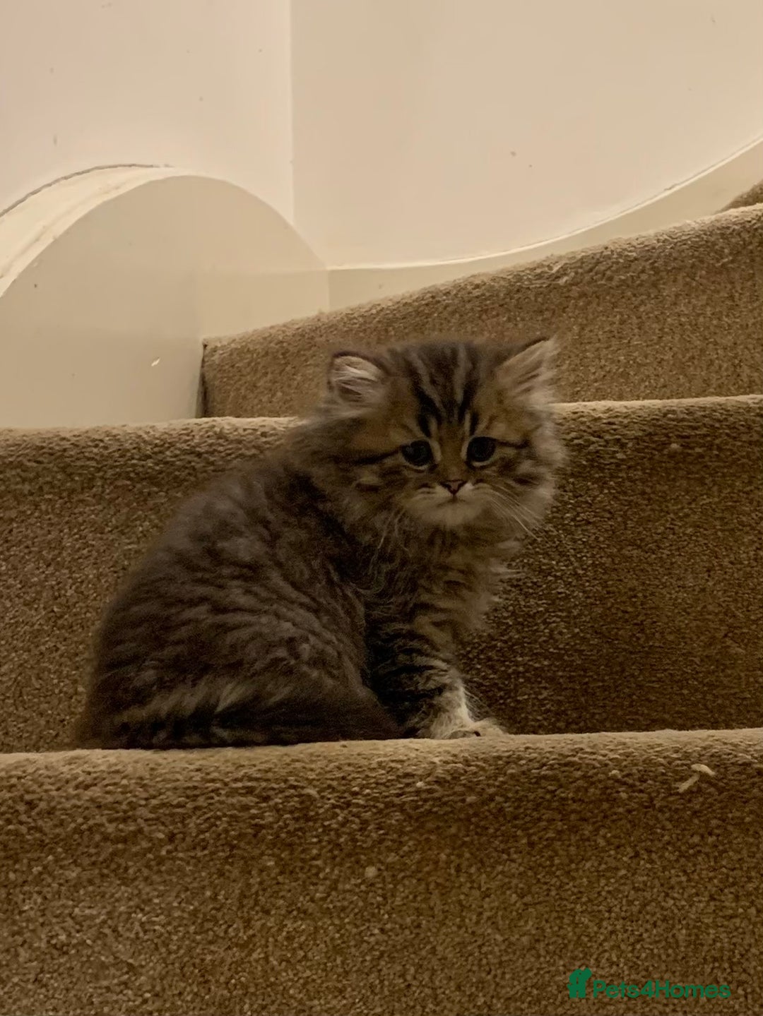 Persian cats for sale: 2 beautiful Persian kittens available from today  - Image 8