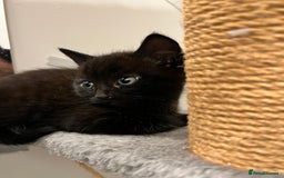 Domestic Shorthair cats for sale: Domestic Cats for sale🐈🐈‍⬛ - Image 15