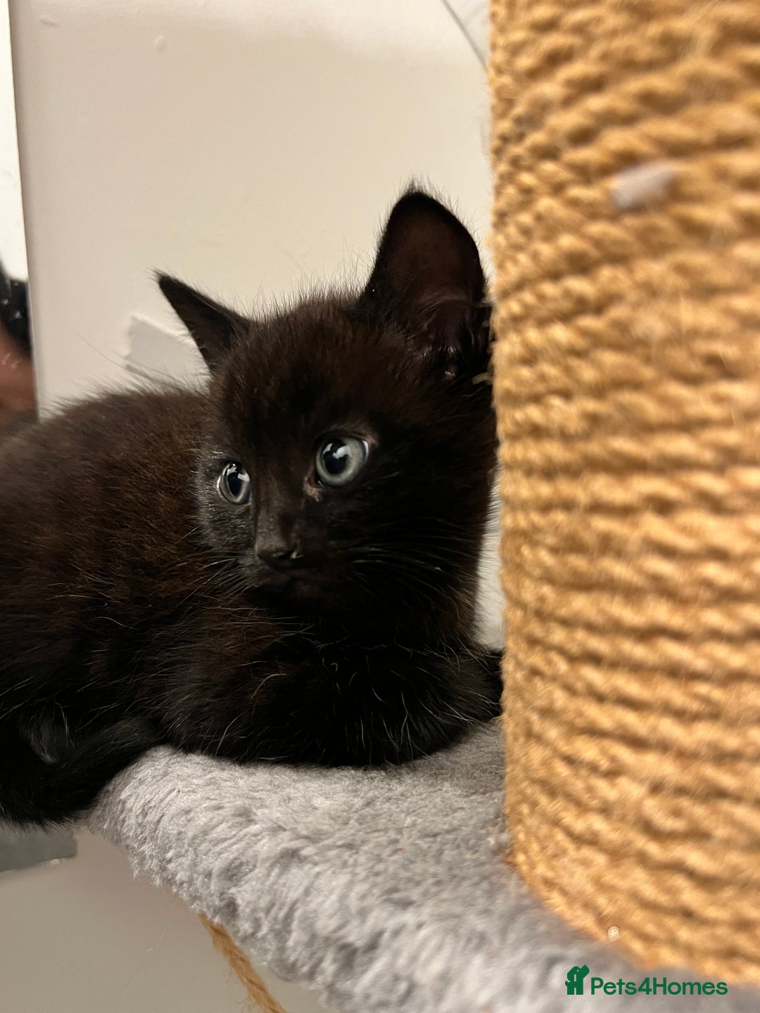 Domestic Shorthair cats for sale: Domestic Cats for sale🐈🐈‍⬛ - Image 15