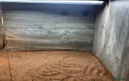Bearded Dragon reptiles for sale: dragon with full setup - Image 6