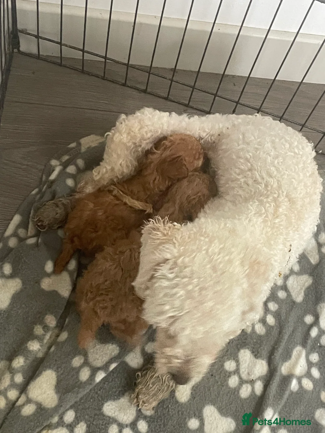 Mixed Breed dogs for sale: 2 adorable miniature poodles  - Advert 9