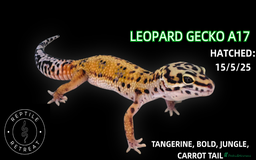 Leopard Gecko reptiles for sale: LEOPARD GECKOS AVAILABLE!! - NEW BABIES!  in Swadlincote - Image 11