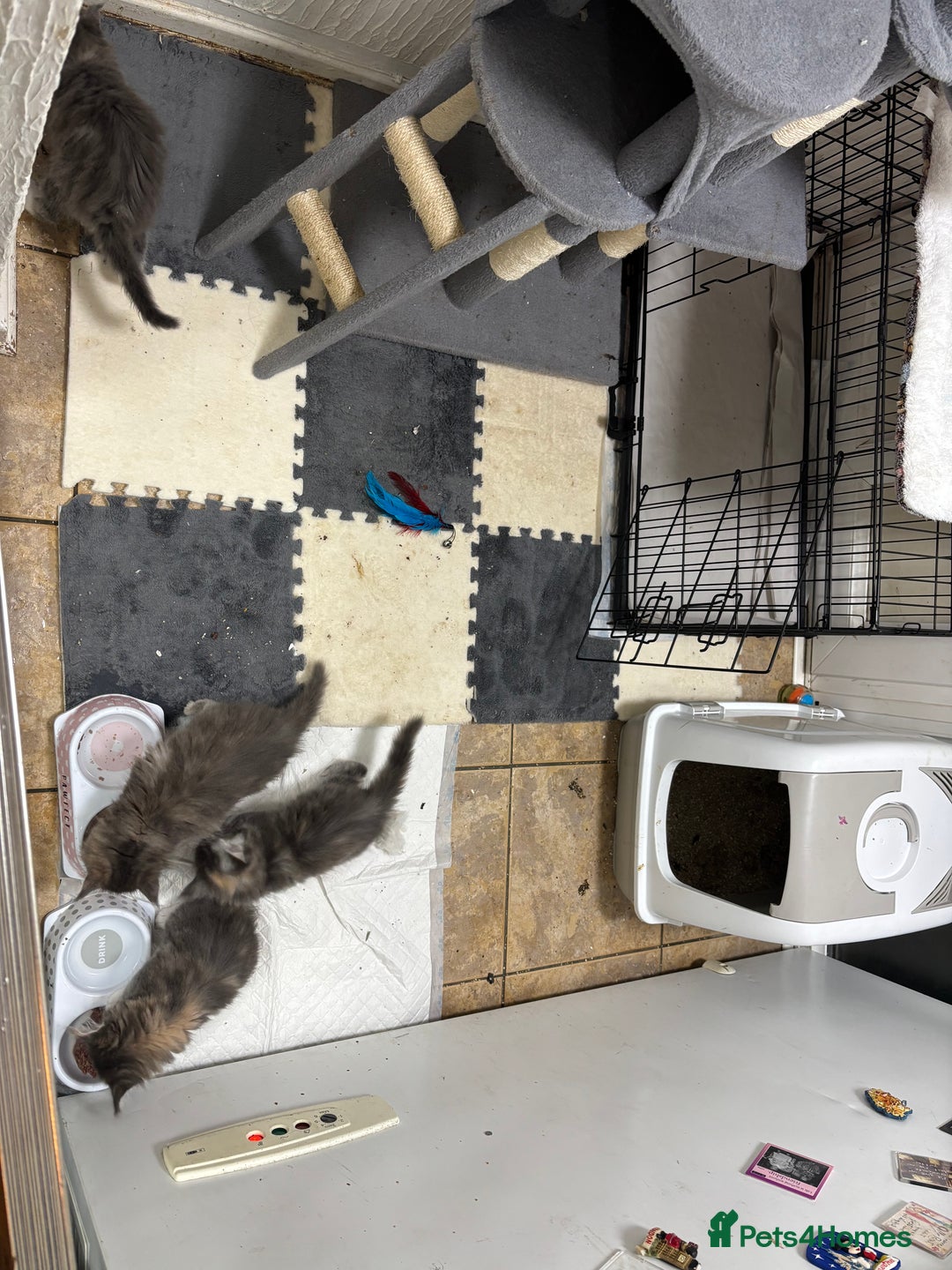 Maine Coon cats for sale: 3 females 1 male Maine Coone kittens - Image 3