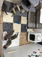Maine Coon cats - Advert 2