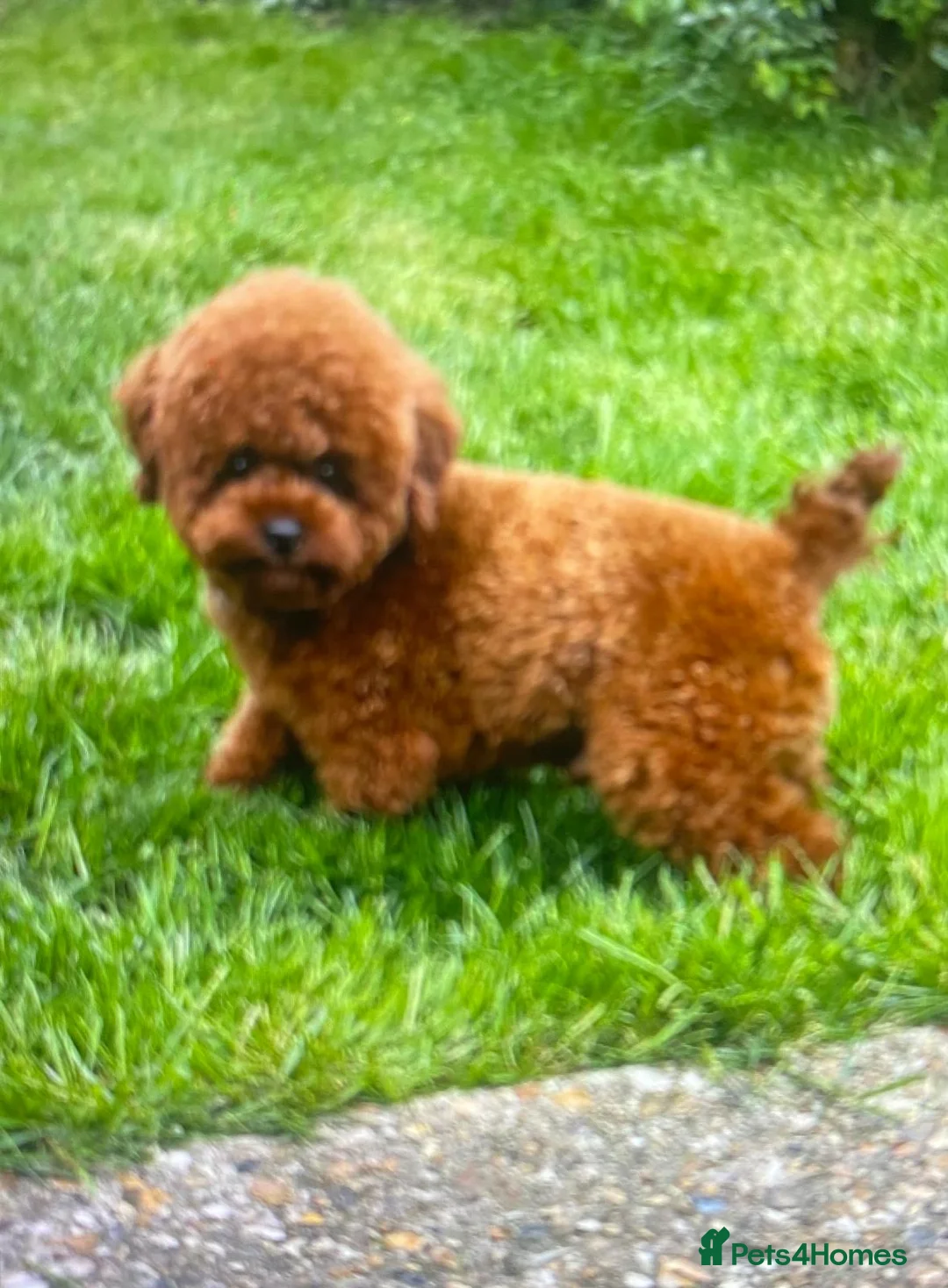 Maltipoo dogs for sale: Dna clear Asian maltipoo puppies  in Coventry - Advert 3