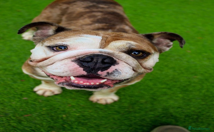 Mixed Breed dogs - Advert 6