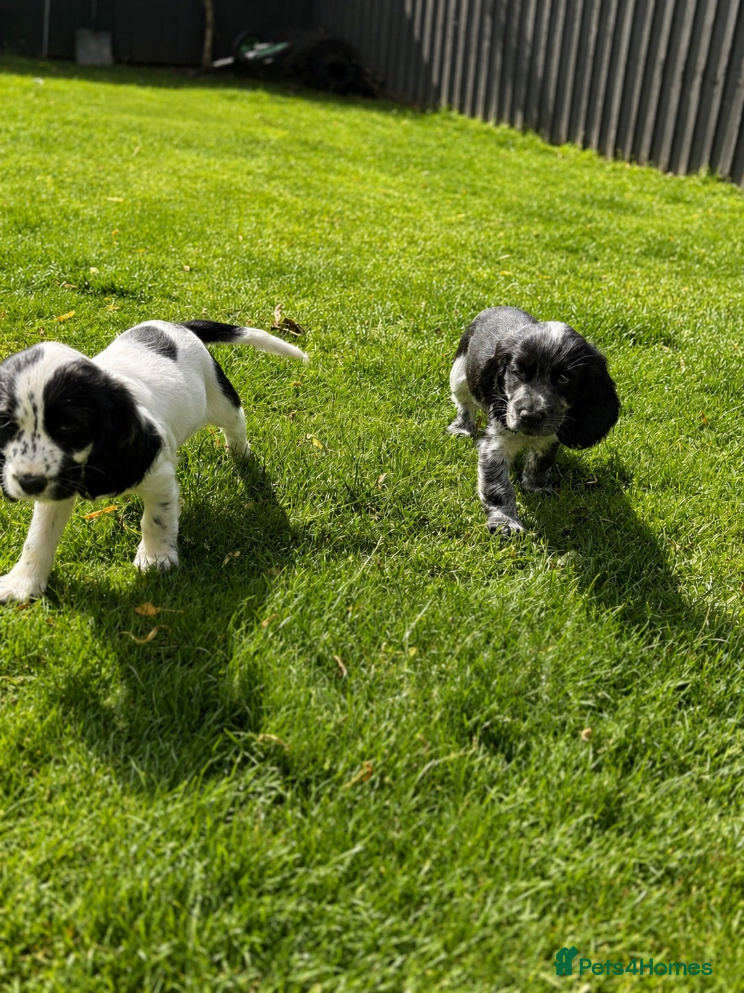 Cocker Spaniel dogs Show Cocker Pups Ready Now⭐️ - Advert 6